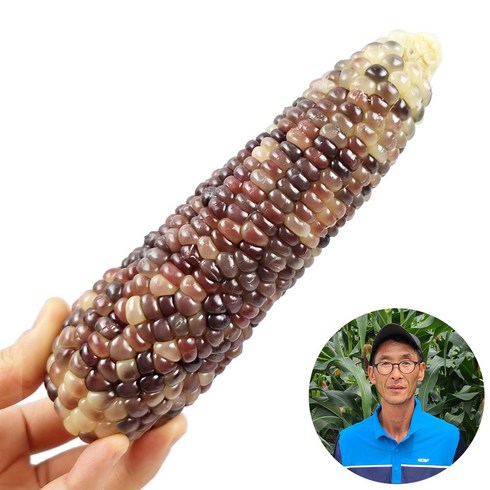 FW특집 강원도 명물 냉동 찰옥수수 24개  할인 특집전