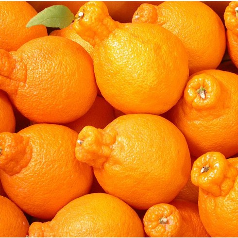 장안의 화제 귤로올레 한라봉 4kg 혜택ON