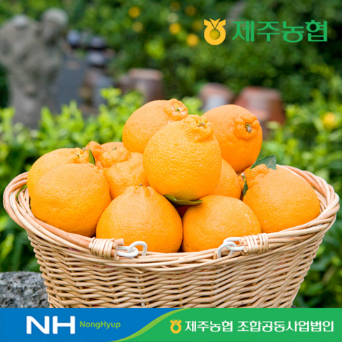 방송상품 귤로장생 제주 레드향 3.5kg1박스 덕후 모여라