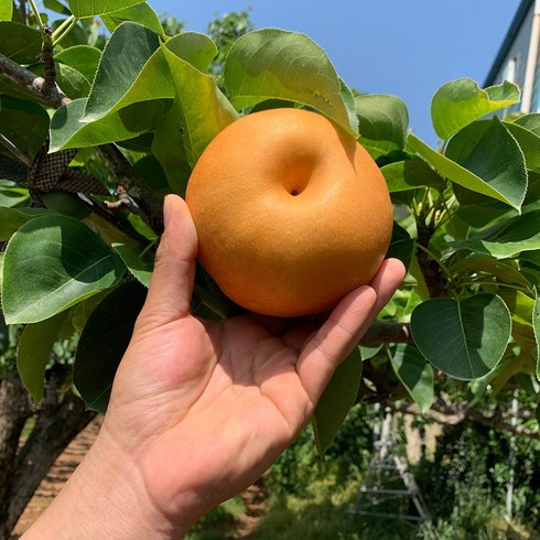 초초특가 아리팜 나주 못난이 배 5kg 할인 특집전