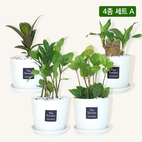 할인에 할인을 더한 플랜트스토리 반려식물 4종 혜택ON