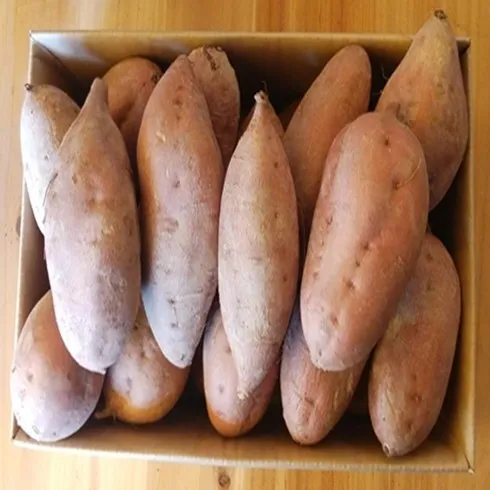 이번주 가장 좋은 혜택 화산농협 해남 황토 호박고구마 8kg 할인 특집전