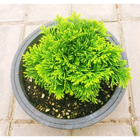 입소문 타기전 청짜보 혜택ON