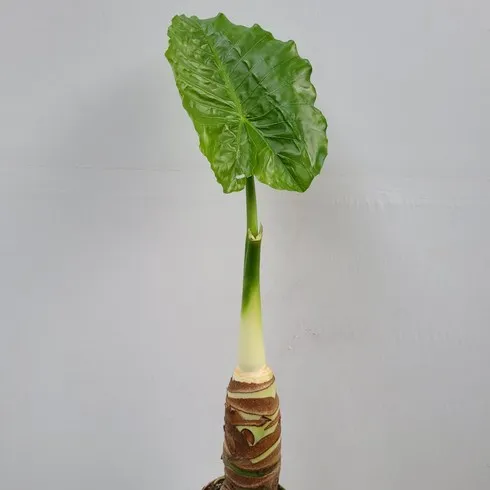 입소문 타기전 알로카시아 덕후 모여라
