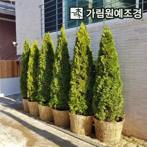 美친가격 에메랄드그린묘목 역대급 혜택
