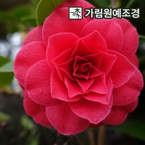 이걸 그냥 지나치신다구요? 동백 시크릿특가