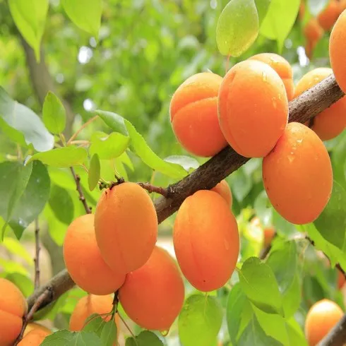 美친가격 살구나무 BEST&HOT아이템 선정