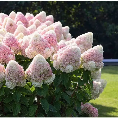 명절선물 목수국 오늘하루
