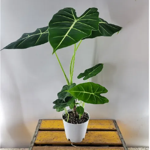 명절선물로 딱인 알로카시아프라이덱 역대급 혜택