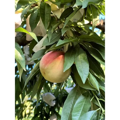 명절기념 딱딱한복숭아 할인 특집전