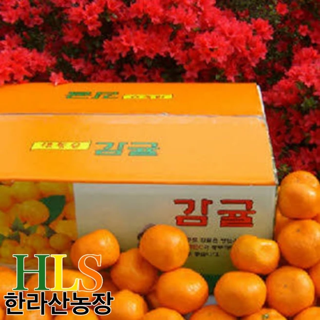 특가를 잡아라 꼭 갖고싶은 ​귤 10kg 제가 소개해 드립니다 단 하루의 혜택