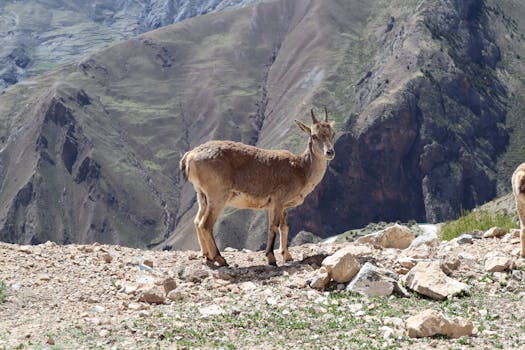 주목 ​설악산 바로 소개합니다.