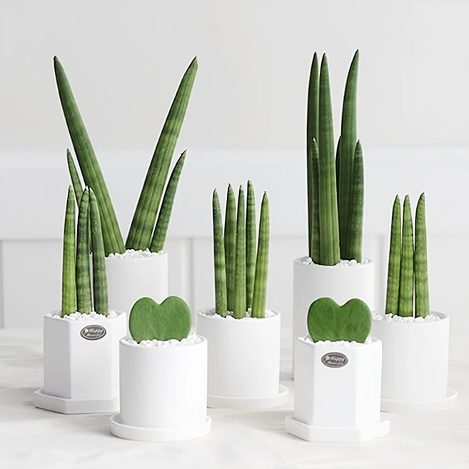 MZ세대 “주목” 꼭 갖고싶은 ​공기정화식물 제가 소개해 드립니다 리뷰가 많습니다