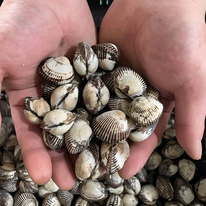 간편확인 꼭 갖고싶은 ​꼬막 제가 소개해 드립니다