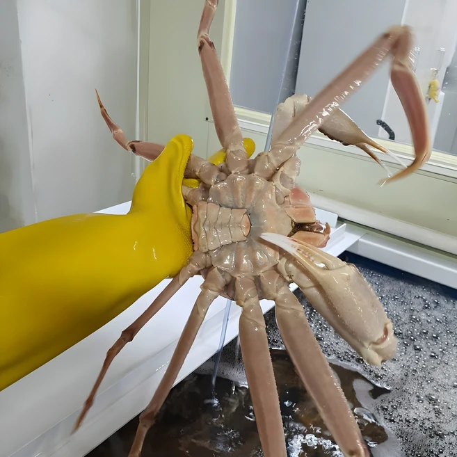 지금 당장 확인해야하는 이유 꼭 갖고싶은 ​대게 제가 소개해 드립니다