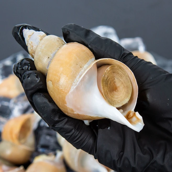 美친 소식 꼭 갖고싶은 ​백골뱅이 제가 소개해 드립니다