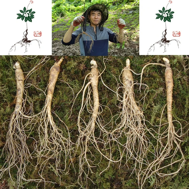 시간이 없다? 꼭 갖고싶은 ​산삼 제가 소개해 드립니다