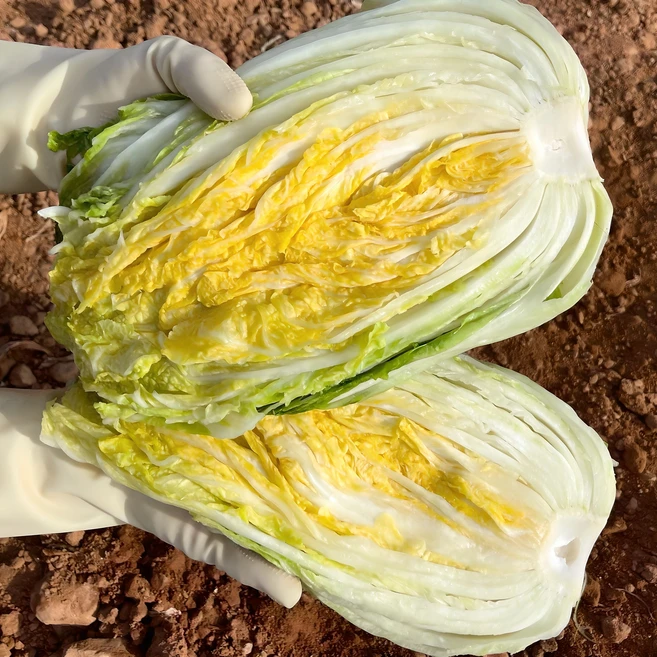 혹시 찾고계셨나요? 꼭갖고싶은절임배추20kg제가소개해드립니다 뜨거운 관심 감사합니다