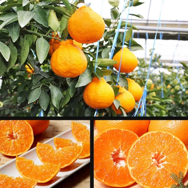 실시간 반응 터진 꼭 갖고싶은 ​한라봉10kg 제가 소개해 드립니다