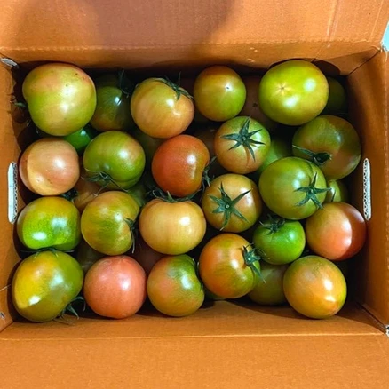 무료 배포Event 꼭 갖고싶은 대저토마토 제가 소개해 드립니다 후회하지 않습니다