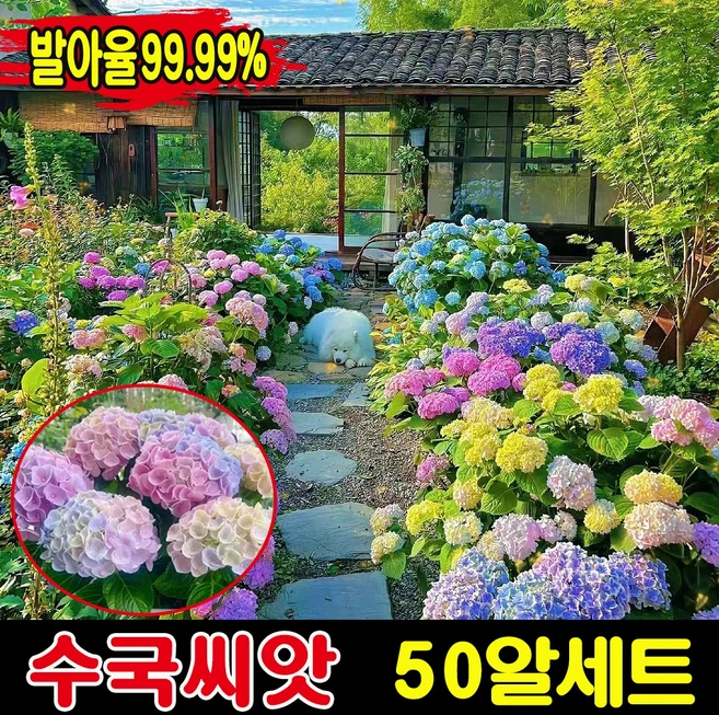 베스트 수국씨앗 리뷰가 많습니다