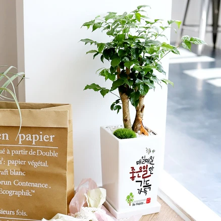 이거 “꼭” 기억하자 승진축하화분 좋은 정보