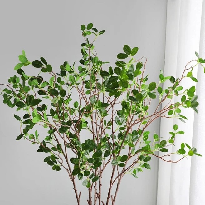 싹 다알려줌 조화나무 관심이 뜨거운 이유 입니다