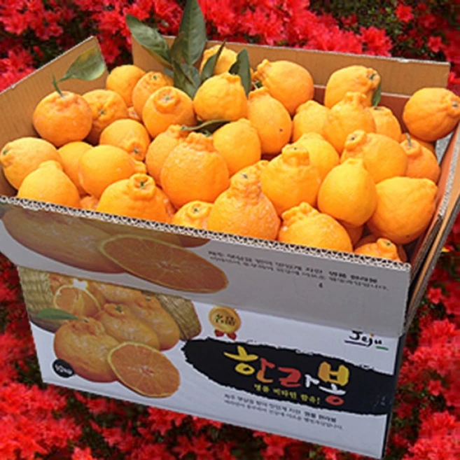 MZ세대 “주목” 꼭 갖고싶은 한라봉10kg 제가 소개해 드립니다 확인해보세요