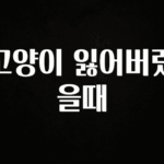 인스타 정보 고양이 잃어버렸을때 좋은 정보
