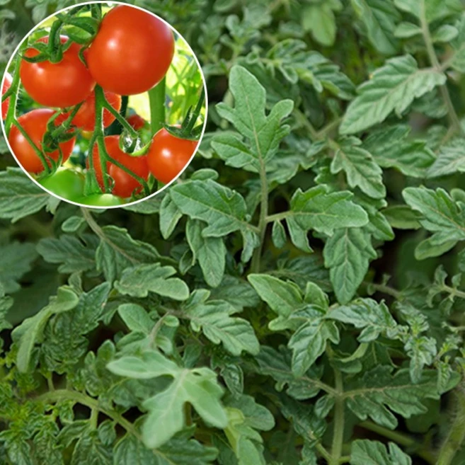 올해 이것모르면 손해 모종 무조건 확인