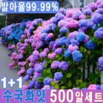 요즘 반응좋은 수국 기억하세요