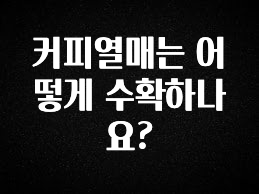 재구매율 1위 커피열매는 어떻게 수확하나요? 기억하세요