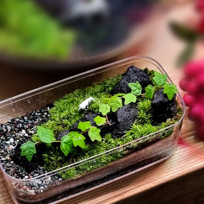 “이거” 절대 놓치지마세요 테라리움 알짜배기만 골라가세요